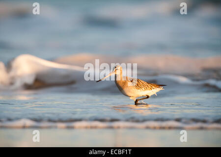 Bar-tailed Godwit (Limosa lapponica) wading lungo il litorale, Bamburgh, Northumberland, England, Regno Unito Foto Stock