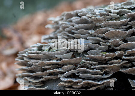 Abbondanti funghi che crescono sul vecchio ceppo di albero Foto Stock