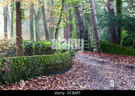 Sentiero pubblico tra ponte Pateley e delle serre in autunno North Yorkshire, Inghilterra Foto Stock