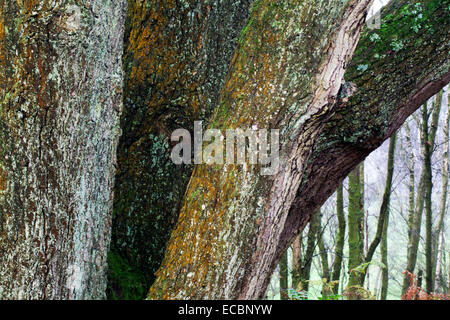 Il Lichen alberi ricoperti di tronchi di legno Skrikes vicino ponte Pateley North Yorkshire, Inghilterra Foto Stock