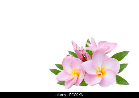 Il Frangipani, Pumeria, Frangipanni, isolato su sfondo bianco Foto Stock