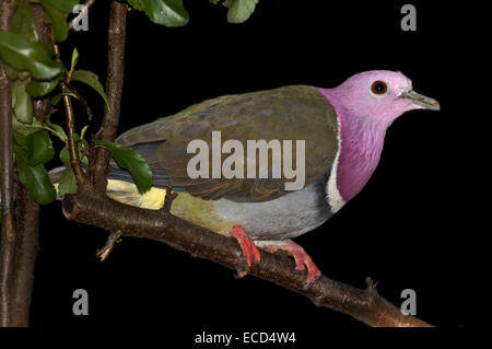 Testa rosa colomba di frutta (ptilinopus porphyreus) Foto Stock