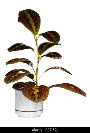3D render digitale di maranta o la preghiera in pianta in un vaso di fiori isolati su sfondo bianco Foto Stock