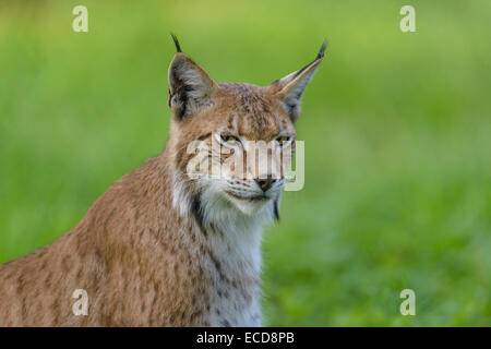 Eurasischer Luchs, Lynx Lynx Lynx, Foto Stock