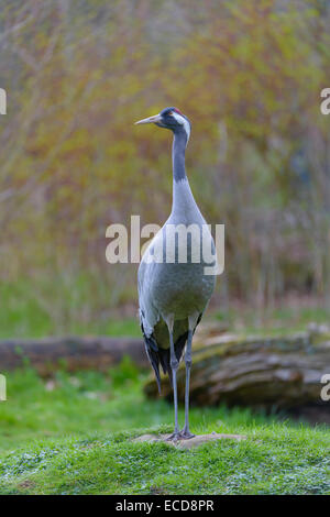 Europaeischer Kranich, grus grus, gru europeo Foto Stock