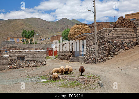 Gregge di pecore in strada di polveroso, piccola città di confine Qotur, West Azerbaijan, Iran Foto Stock