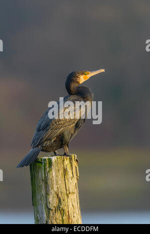 Kormoran, Phalacrocorax carbo, grande cormorano nero Foto Stock