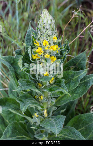 Grande Mullein Molène thapsus Foto Stock