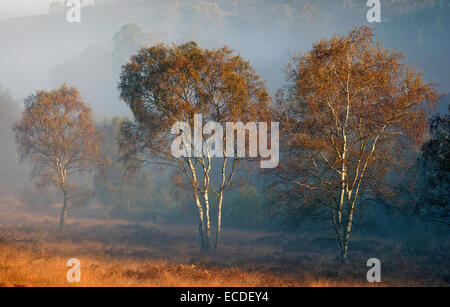 Betulla immersa nella foschia sulla brughiera in autunno a Cannock Chase Area di straordinaria bellezza naturale Staffordshire Foto Stock