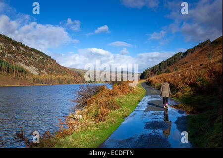 Llyn Geirionydd lago in autunno Trefriw vicino Parco Nazionale di Snowdonia Gwynedd North Wales UK Foto Stock