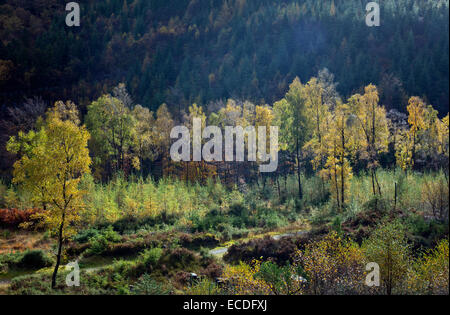 Torna alla natura, la natura la bonifica del sito ex Hafna miniera di Nant Uchaf nella foresta Gwydyr autunno del Parco Nazionale di Snowdonia Foto Stock