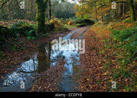 Gwydyr Forest, umido cosparso di foglia stretta viuzza in autunno byt Tynllwyn viewpoint Betwys Y Coed Snowdonia National Park Gwynedd in Galles Foto Stock