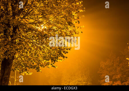 Lampione brilla attraverso un albero in una nebbia notte suburbana Foto Stock