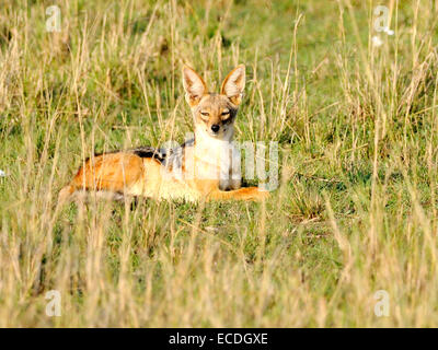 Un nero - sostenuta o silver - backed jackal ( Canis mesomelas ) a riposo sulle pianure della Kenyon Masai Mara Foto Stock