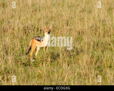 Un avviso nero - sostenuta o silver - backed jackal ( Canis mesomelas ) Foto Stock