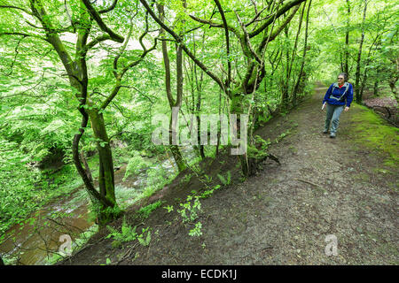 Donna che cammina in disuso via ferroviaria in un antico bosco di faggio Cwm Clydach, Clydach Gorge, Wales, Regno Unito Foto Stock