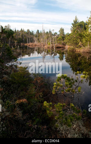 Una di conifere / shorepine bog foresta su Denny Island, nella grande orso Foresta Pluviale di British Columbia, Canada. Foto Stock