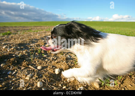 Un bianco e nero pekingese cane che corre su un prato. Foto Stock