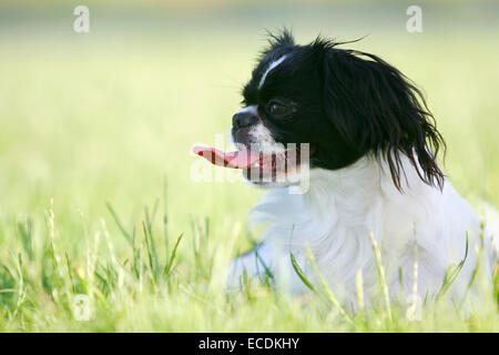 Una vista laterale in prossimità di un bianco e nero pekingese dog sdraiato sul prato con la sua lingua. Foto Stock