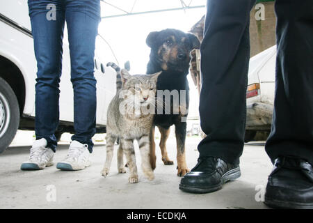 Un cane e un gatto in piedi nel cortile accanto ai proprietari. Foto Stock