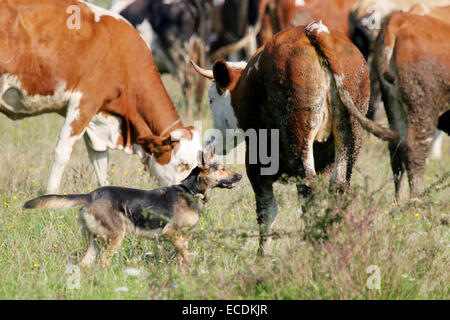 Un cane che corre tra le mucche in un gregge su un prato. Foto Stock