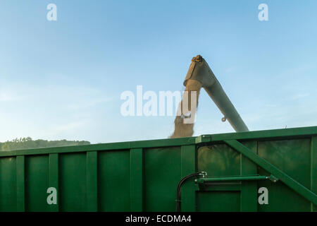 Il trasferimento del grano da una mietitrebbia ad un rimorchio durante la mietitura, Nottinghamshire, England, Regno Unito Foto Stock