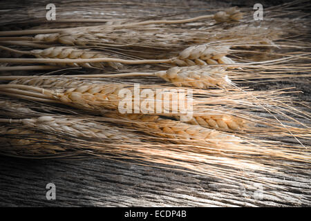 In prossimità del grano Foto Stock