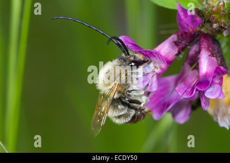 Long-cornuto Bee (Eucera longicornis) maschio adulto alimentazione su un veccia fiore. Sul Causse de Gramat, lotto regione, Francia. Maschio. Foto Stock