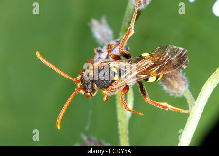 Marsham Il Nomad bee (Nomada marshamella) femmina adulta. Powys, Galles. Maggio. Foto Stock