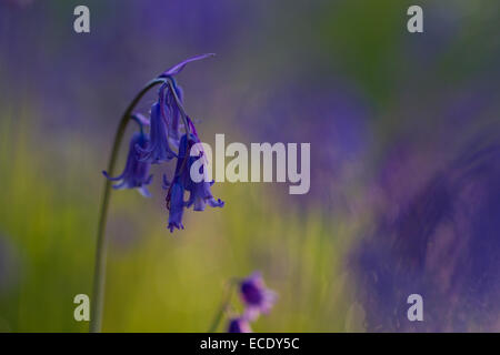 (Bluebell Hyacinthoides non scripta) fioritura. Powys, Galles. Maggio. Foto Stock