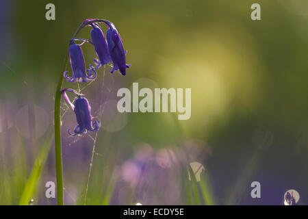 (Bluebell Hyacinthoides non scripta) fioritura. Powys, Galles. Maggio. Foto Stock