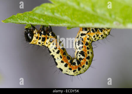 Gazza tarma (Abraxas grossulariata) larva su una foglia Blackcurrent. Powys, Galles. Maggio. Foto Stock