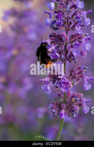 Red-tailed Bumblebee (Bombus lapidarius) lavoratore alimentazione su Salvia in un giardino. Il Somerset, Inghilterra. Giugno. Foto Stock