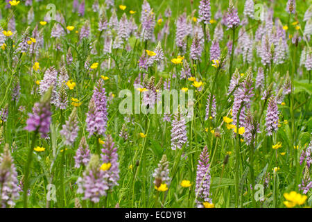 Comune (Spotted-Orchids Dactylorhiza fuchsii) massa fioritura. Llanymynach, POWYS, GALLES. Giugno. Foto Stock