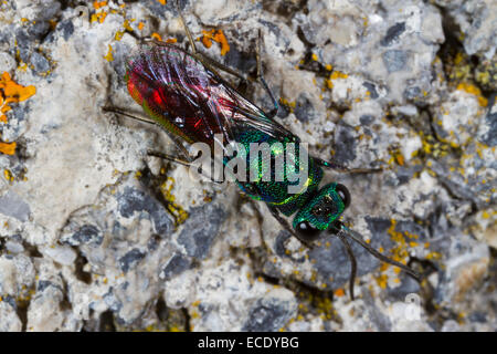 Ruby-tailed Wasp (Chrysis ignita) femmina adulta su una parete. Powys, Galles. Giugno. Foto Stock
