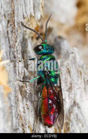 Ruby-tailed Wasp (Chrysis ignita) femmina adulta in appoggio su un fencepost. Powys, Galles. Giugno. Foto Stock