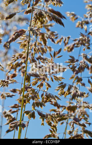 Yorkshire erba antinebbia (Holcus lanatus) fioritura su un rugiadosa mattina. Powys, Galles. Giugno. Foto Stock