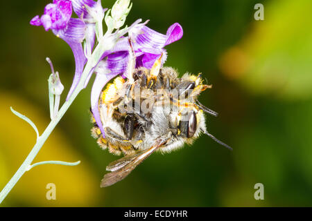 Carda lana api (Anthidium manicatum) coppia coniugata su un viola (Toadflax Linaria purpurea) di fiori in un giardino. Seaford, Sussex. Foto Stock