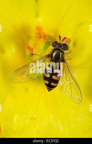 Hoverfly migranti (Eupeodes corollae) femmina adulta alimentando in una Mullein (Molène sp.) fiore. Seaford, Sussex, Inghilterra. Luglio. Foto Stock
