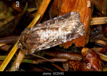 Vero amante di nodo (Lycophotia porphyrea) falena adulta. Powys, Galles. Luglio. Foto Stock