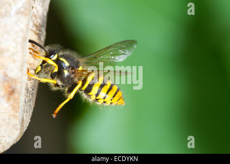 Tree Wasp (Dolichovespula sylvestris) adulto lavoratore in volo, arrivando al nido entrata con la pasta di legno per la nidificazione. Foto Stock