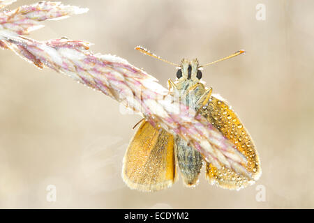 Piccola Skipper (Thymelicus sylvestris) adulto butterfly sono ' appollaiati tra erbe in una rugiadosa mattina. Powys, Galles. Luglio. Foto Stock