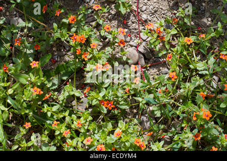 Scarlet Pimpernel (Anagallis arvense) fioritura in un campo arabile. Powys, Galles. Luglio. Foto Stock