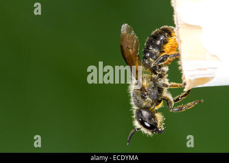 Arancio-sfiatato Mason-bee (Osmia leaiana) femmina adulta lasciando il suo nido in un giardino della canna da zucchero. Powys, Galles. Luglio. Foto Stock