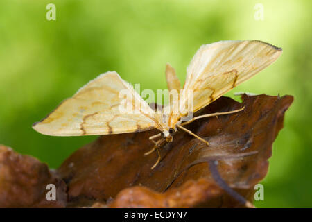 Bloccate la paglia (Gandaritis pyraliata) falena adulta tra foglie cadute. Powys, Galles. Luglio. Foto Stock