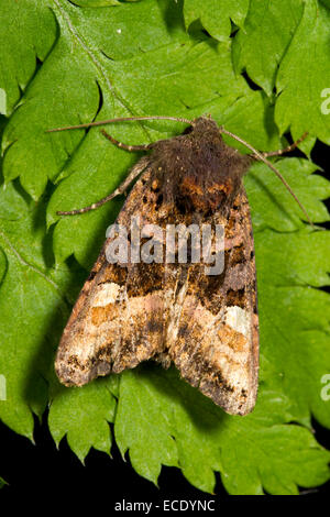 Piccolo angolo sfumature (Euplexia lucipara) falena adulta in appoggio su una foglia di felce. Powys, Galles. Luglio. Foto Stock