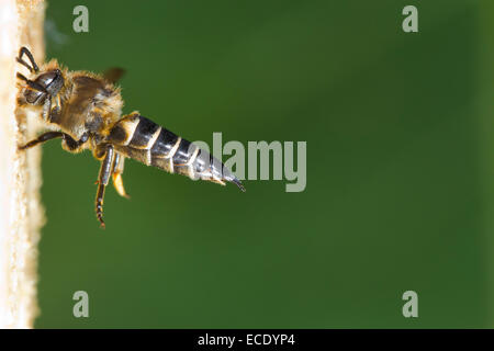 Shiny-sfiatato sharp-tail bee (Coelioxys inermis) femmina adulta in volo a nido entrata di un patchwork foglia-Cutter Bee. Foto Stock