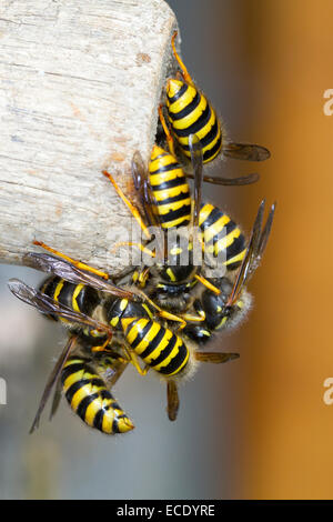 Tree Wasp (Dolicovespula sylvestris) maschi adulti e nuove regine, massa emergere dal nido entrata. Powys, Galles. Agosto. Foto Stock