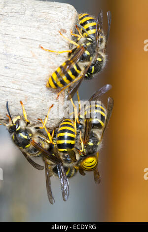 Tree Wasp (Dolicovespula sylvestris) maschi adulti e nuove regine, massa emergere dal nido entrata. Powys, Galles. Agosto. Foto Stock