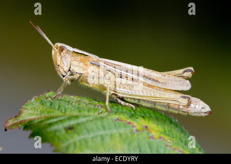 Minor Marsh Grasshopper (Chorthippus albomarginatus) femmina adulta crogiolarvi al sole su una foglia. Shropshire, Inghilterra. Agosto. Foto Stock